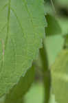 Yellow giant hyssop